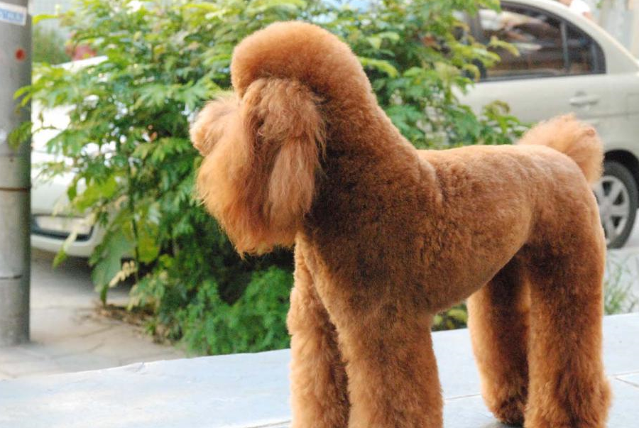 原创巨犬泰迪对女主人撒娇求抱抱女主人上辈子欠这条狗子的