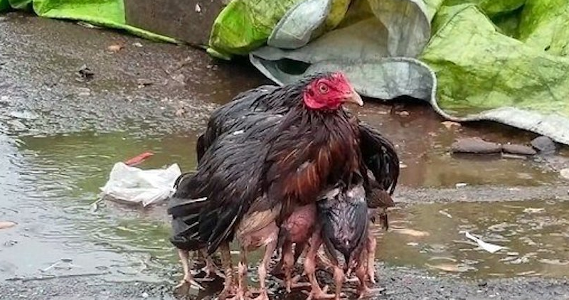 街上大雨滂沱