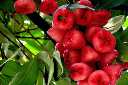 莲雾_睡眠_地区