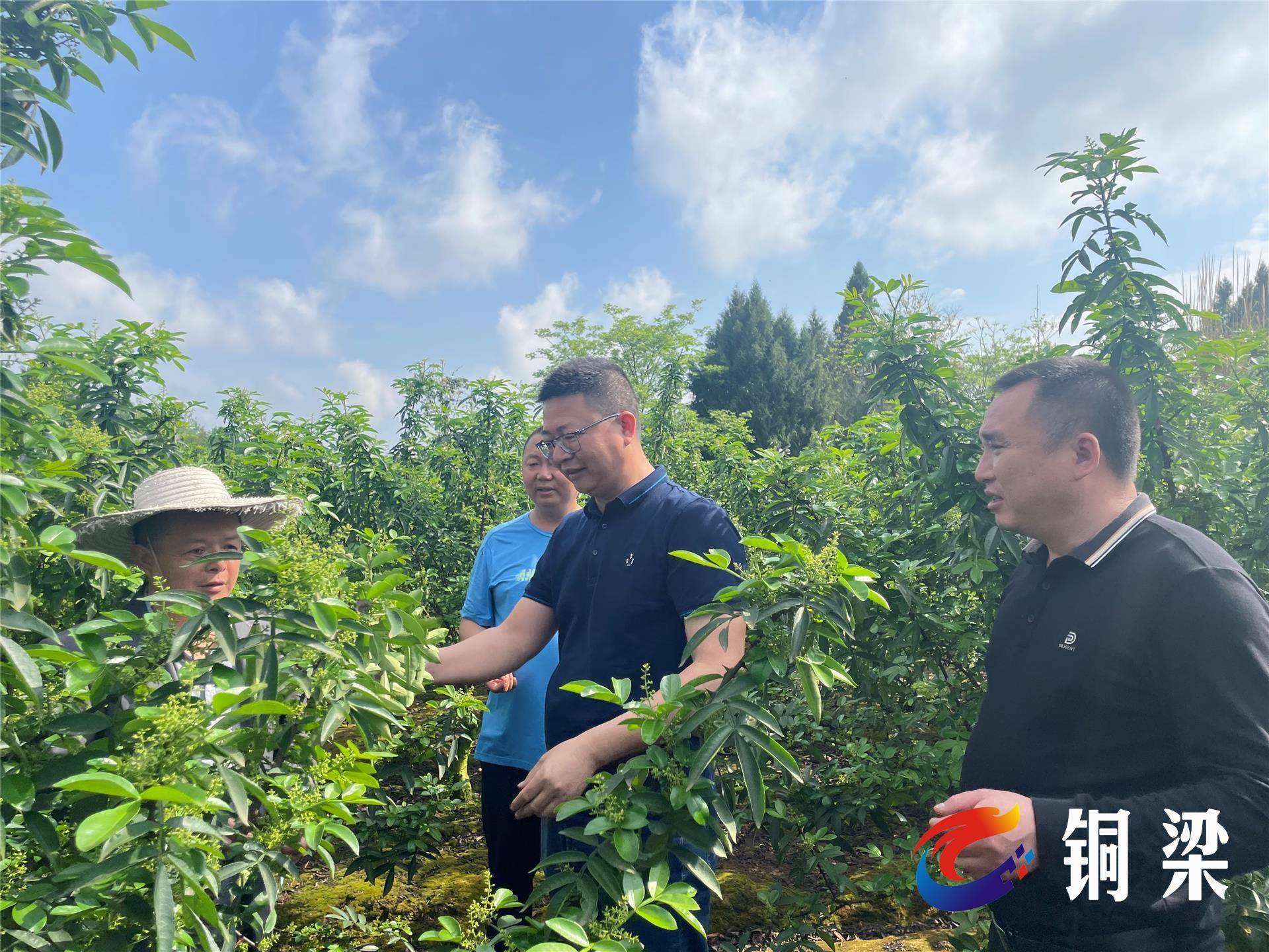 铜梁区少云镇巴岳农庄试点建设推动村级集体经济提标倍增