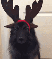 原创搞笑gif动态图发现了一个狗头人他到底在玩手机还是在看我