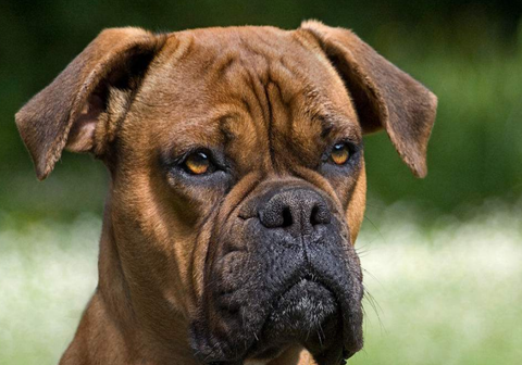 原创拳师犬身体比较高贵饲养时一定要注意喂养方法