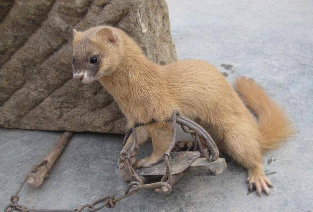 黄鼠狼为何不能吃老一辈说吃了遭报应李时珍却给出另一个答案