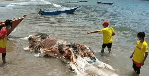 海洋保护:共同责任马来西亚海滩的不明生物尸体事件,不仅是一个对海洋