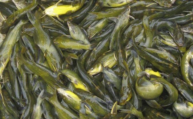 广西渔之情农业开发有限公司黄骨鱼养殖风险有哪些