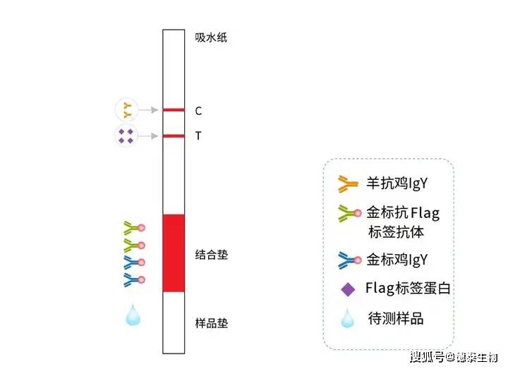 flag标签蛋白快速检测试剂盒