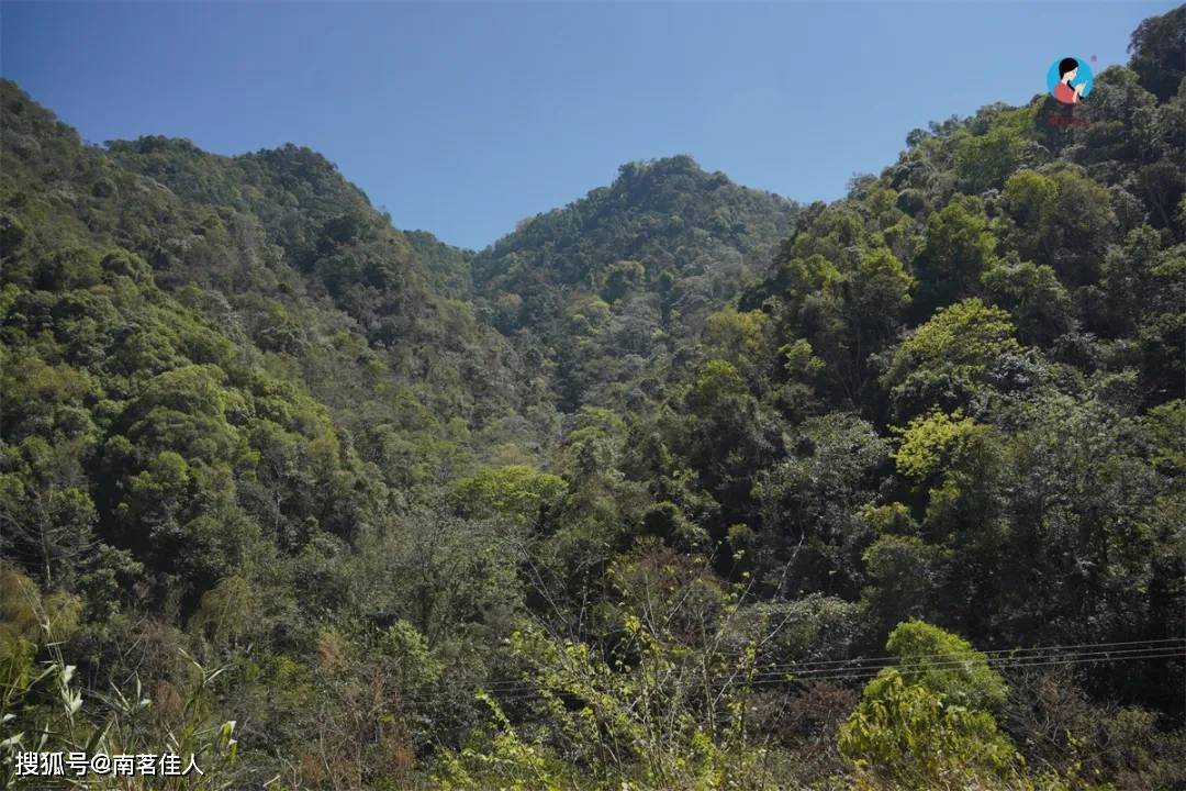 原创易武茶竟然还有不传统的香扬水柔