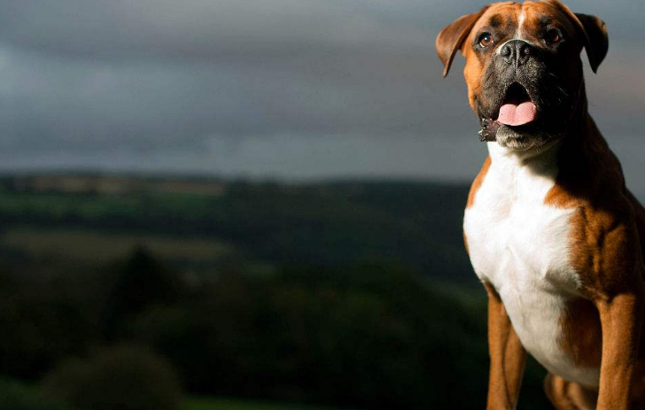 拳师犬还很喜欢小孩子,对小孩子很温和.但是大概是