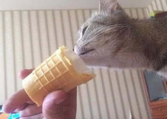 原创小小冰淇淋就把猫咪收买表情简直萌化了