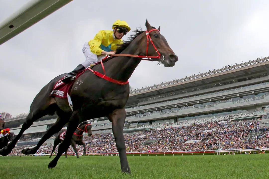 头马_香港_韦达