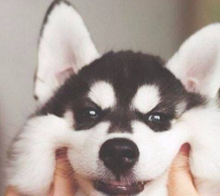 柴犬_表情_主人