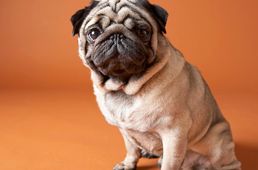 哈巴狗的呼吸问题,哈巴狗呼吸困难的原因_鼻子_小狗_品种