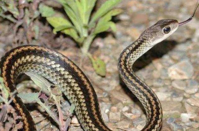 遇到蛇抓住尾巴一抖蛇就瘫痪了捕蛇人我劝你别听这句话