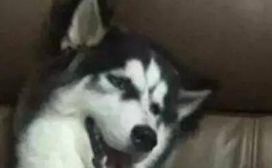 原创二哈主人加班至深夜当回到家打开灯时看见了这搞笑一幕