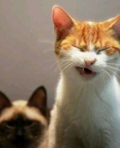 金牛座其实本身话就很少,但是每句话一开口总是会让人目瞪口呆,因为