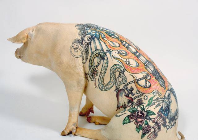 艺术家给活猪纹身被香奈儿买走后做成2个限量款手袋赚了50万