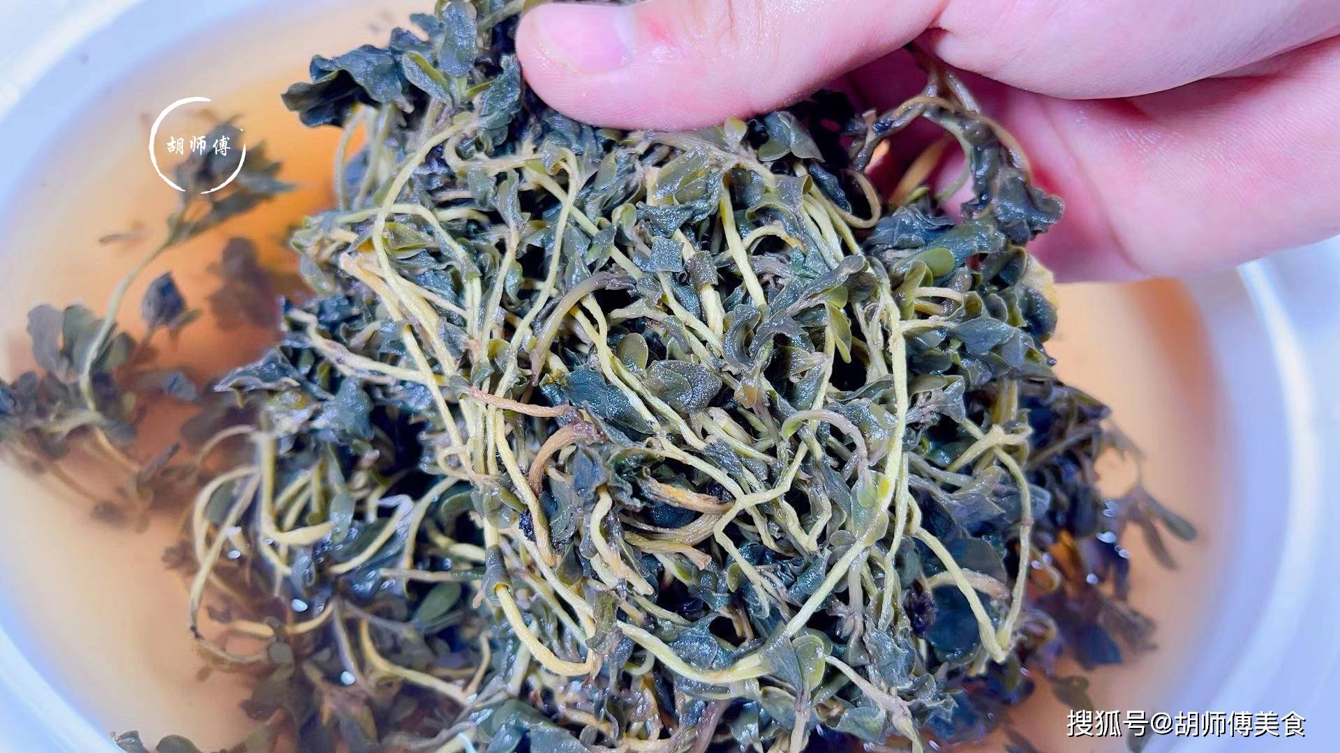 马齿苋_野菜_包子