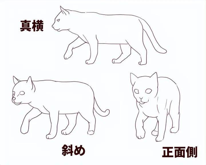 漫动教育新手如何画好动物教你通过比例捕捉动物特征