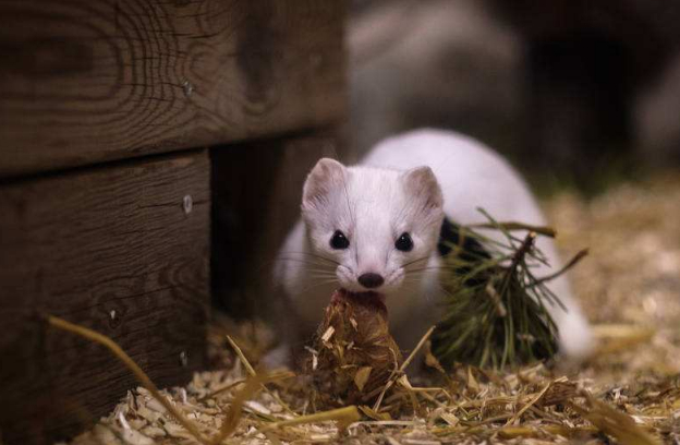 原创原来雪貂在成为宠物前还有这样的功能