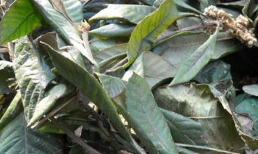 用它和蜂蜜一起喝,润肺止咳,提高免疫力_枇杷_人体_叶子