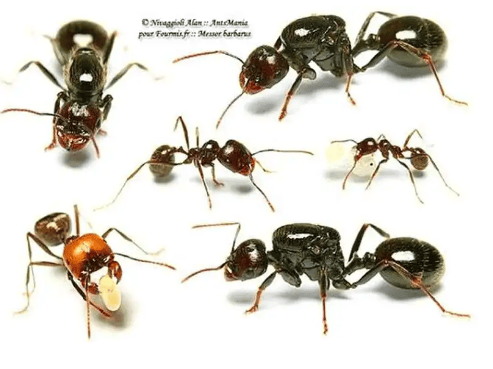 昆明海关拦住神情紧张男子检查后发现他腰上藏了163只蚂蚁