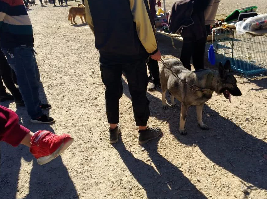 对于狼青犬来说,其实这个价格也并不算太贵,但是,很多买主其实是难以