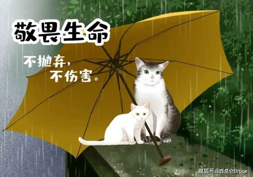 处罚过重？江西师范大学虐猫学生被开除学籍，还查出其他违法行为