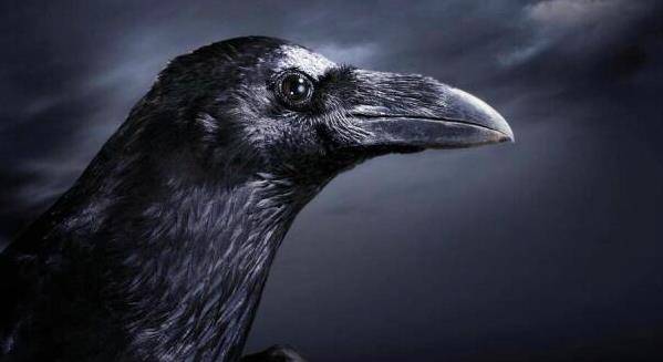 人类消失后,哪种动物会成为地球的"新主人",答案令人意外_乌鸦_时候