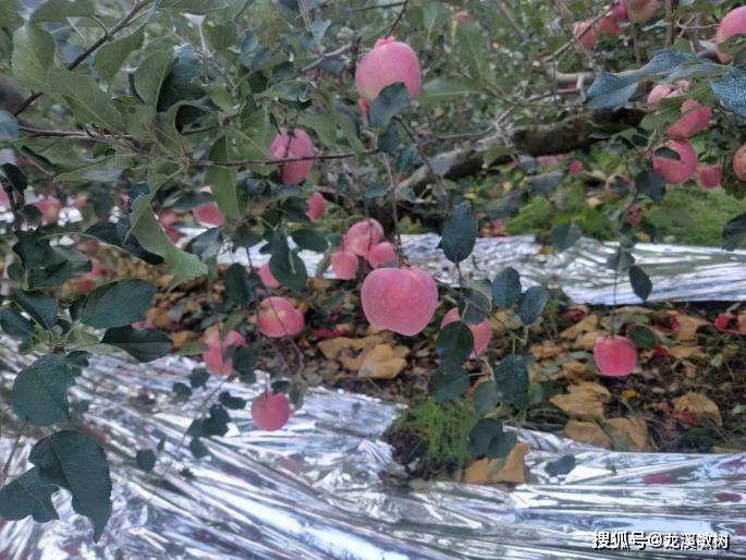 烟台苹果的现状以及苹果产业发展过程中的种种奇特现象