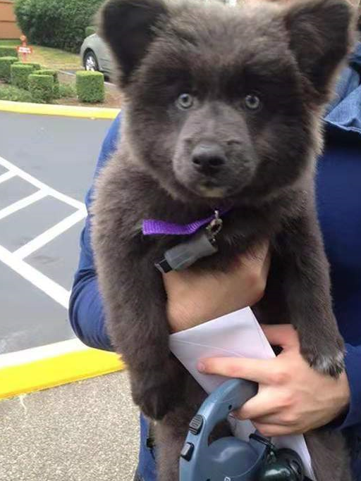 如果不是提前知道是小奶狗的话,还真是让人难以分辨,这也太像小黑熊了