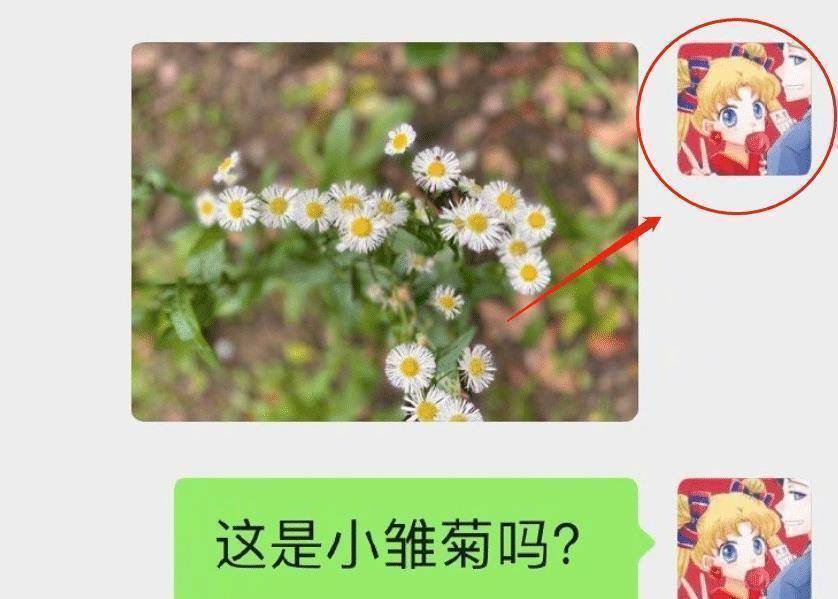 她用一个动漫美少女作为自己的头像,而美少女还和一个男孩子聊天