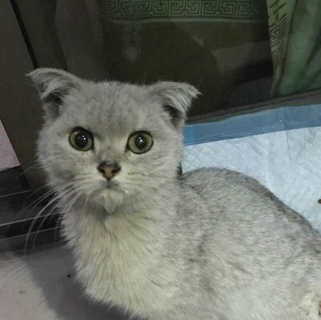 原创买回折耳猫才半天网友就大呼后悔去医院检查才知是虚惊一场