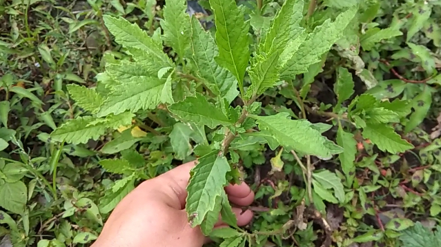 虱婆草图片图片