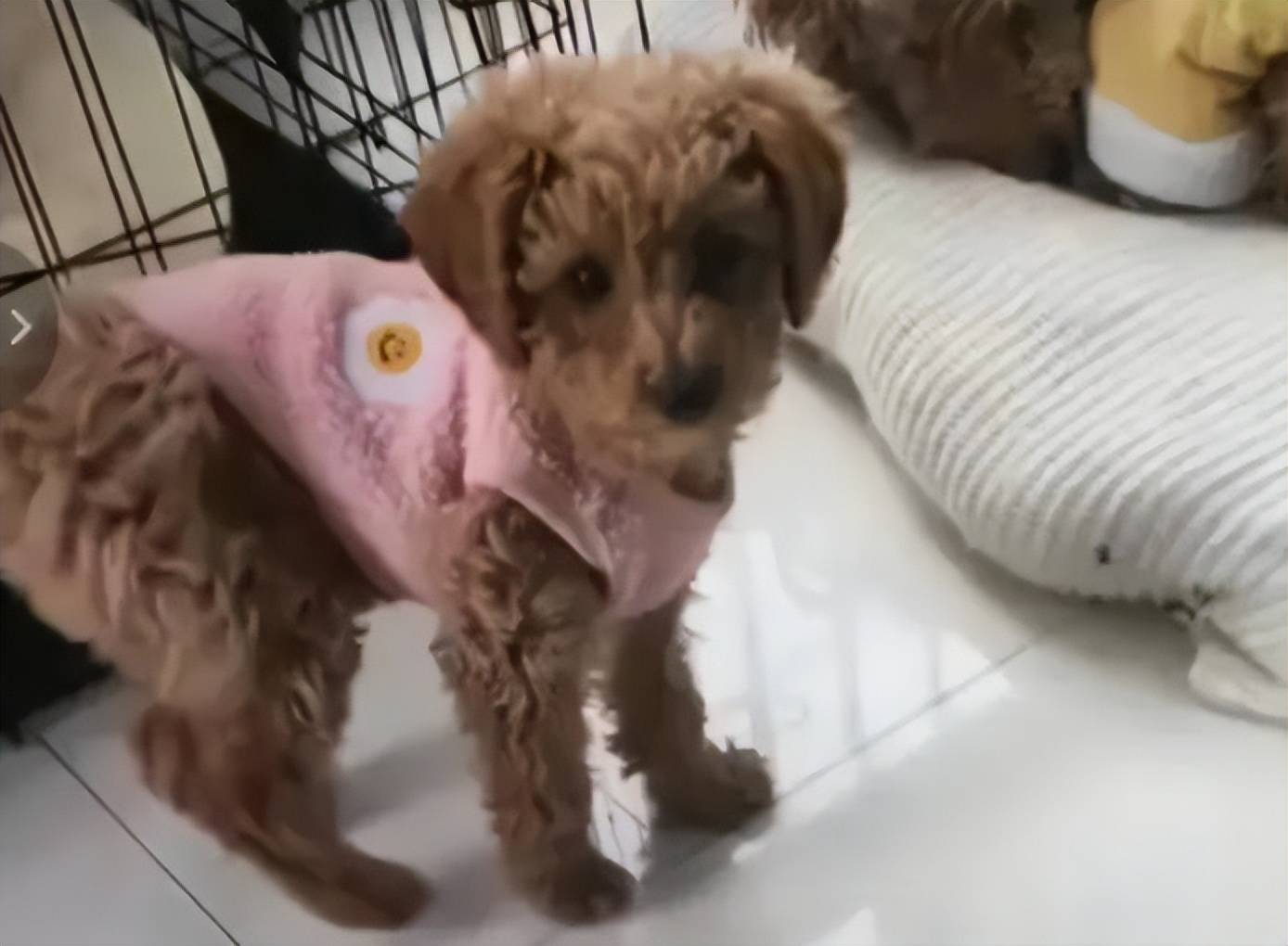 原创3只狗被杀害后续婆婆被送走重新养狗家门换锁老公很爱我