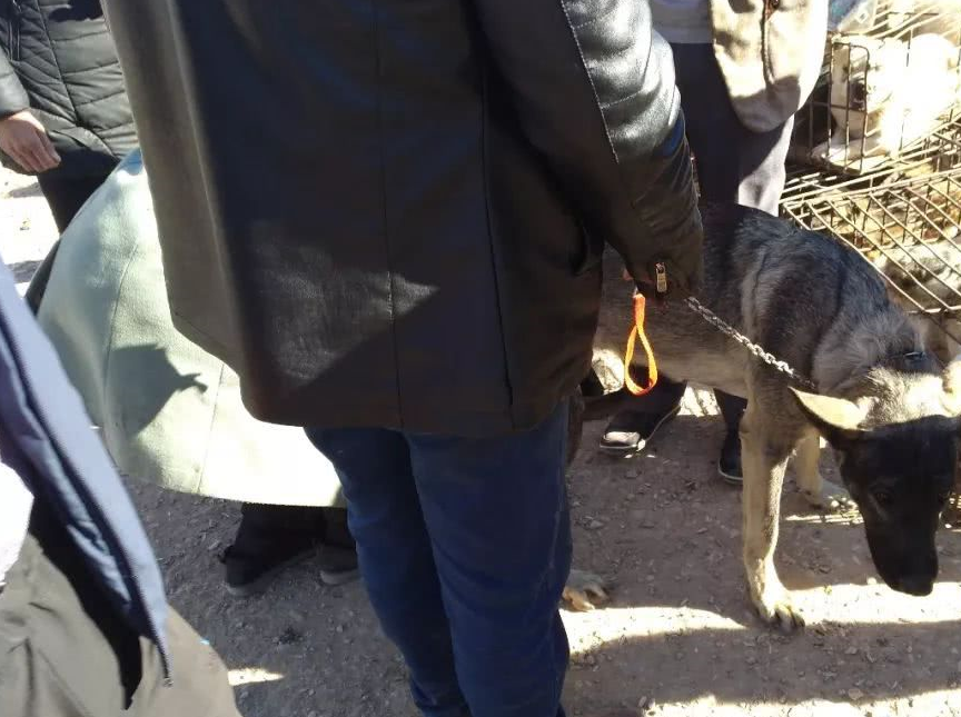 原创肉狗商贩卖一只狼青喊价900元许多买主认为价格不合理