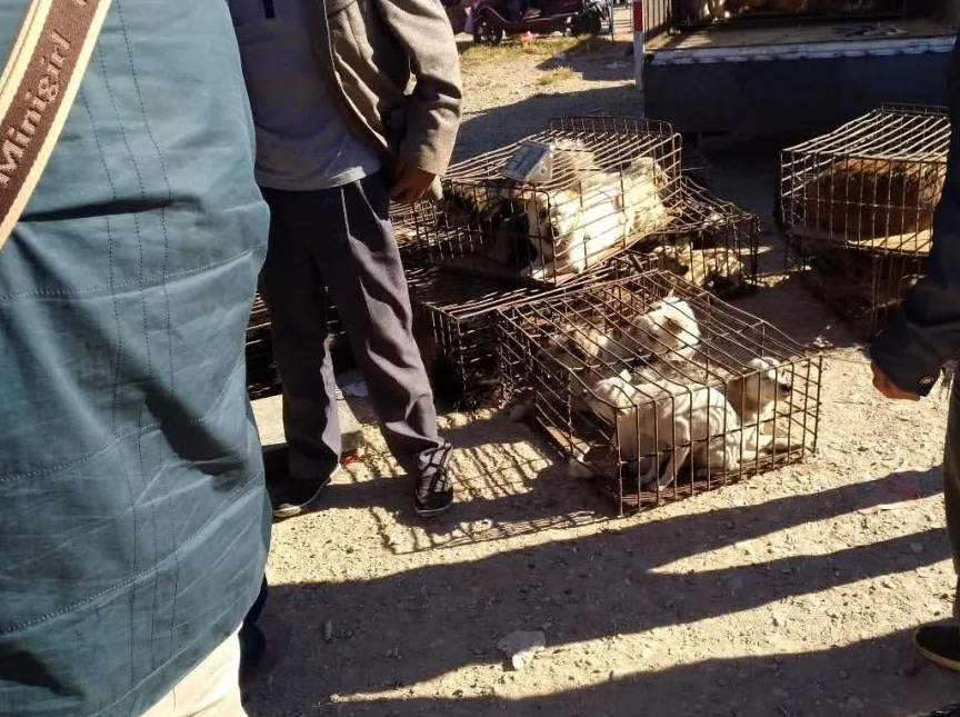 原创肉狗商贩卖一只狼青喊价900元许多买主认为价格不合理