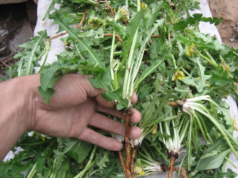 每天吃点它,抗菌消炎气色好,远离妇科炎症_蒲公英_蜂蜜_功效