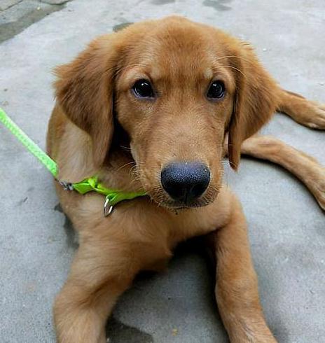 原创金毛犬独自看家没人管思念主人心切干脆睡上一觉