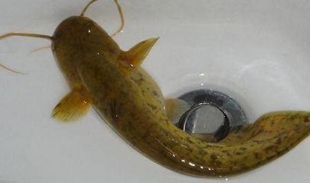 鲶鱼_黑鱼_肉质