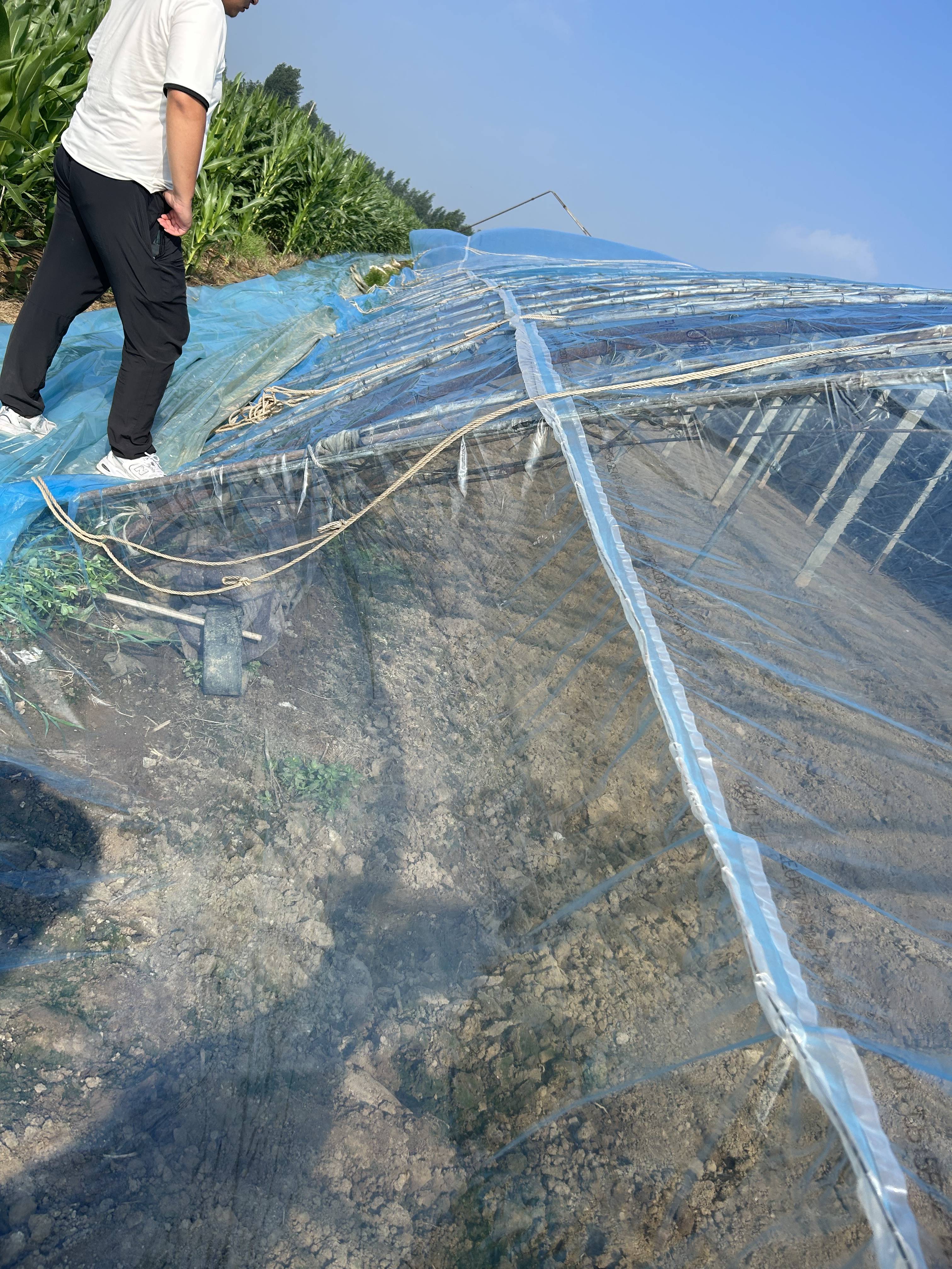 "大棚塑料布:引爆农业革命的神奇利器!"_种植_作物_季节