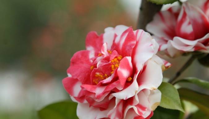 原创此花是中国十大名花之一一花多色漂亮不输牡丹花是盆栽佳品