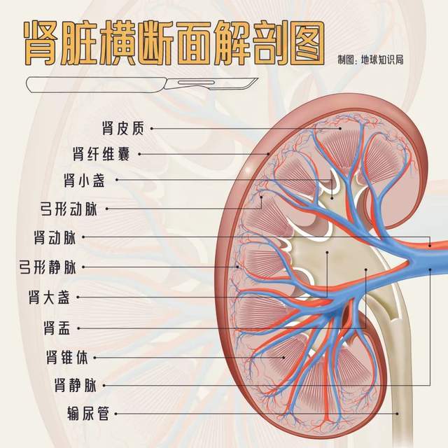 肾脏冠状切面结构图图片