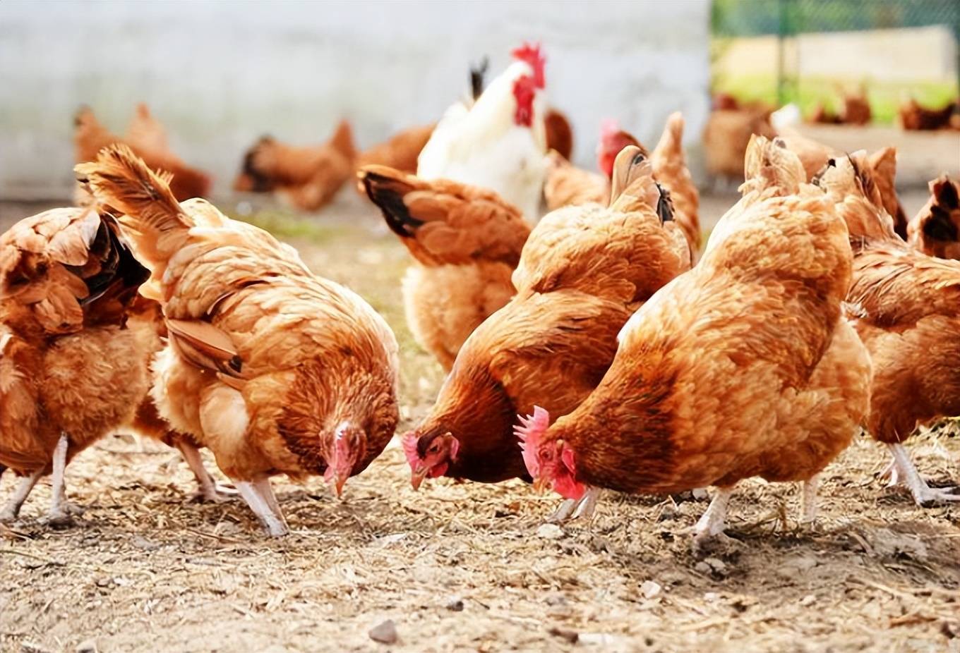 蛋鸡输卵管炎有什么表现?鸡输卵管有炎症怎么办?这样做最好