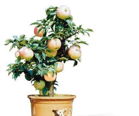 他4用个办法,让结苹果的大树变小,放在阳台品香甜,还省钱养眼_盆景