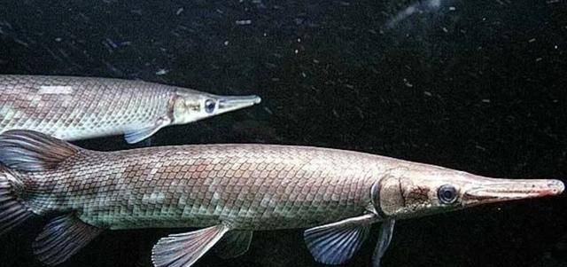 原创淡水杀手雀鳝体长1米多能生200多万鱼崽被我国视作危险