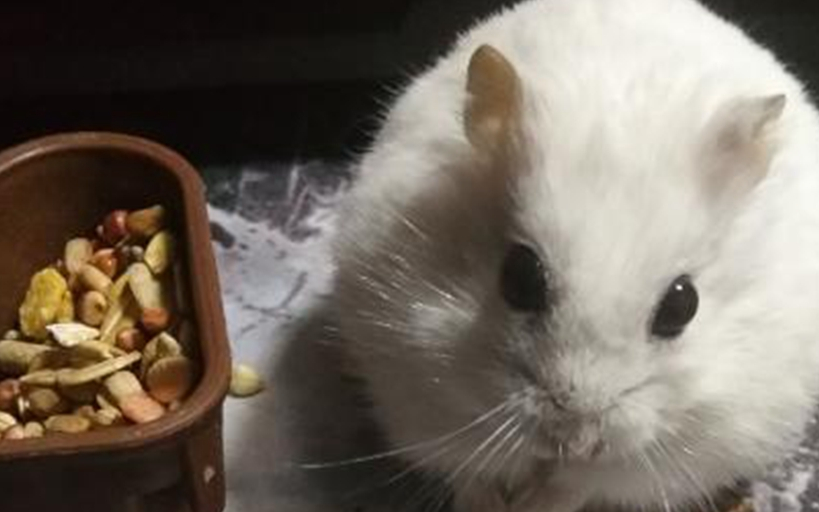 仓鼠怎么养不容易死这些饲养的细节要先掌握