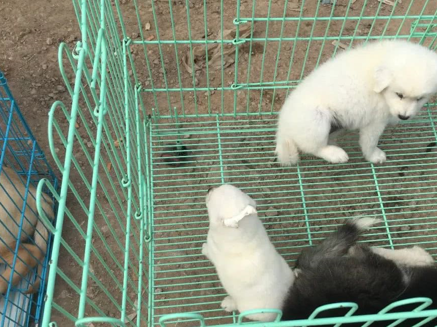 原创串种狗狗只要200元它们可不比纯种狗差甚至比之更健康