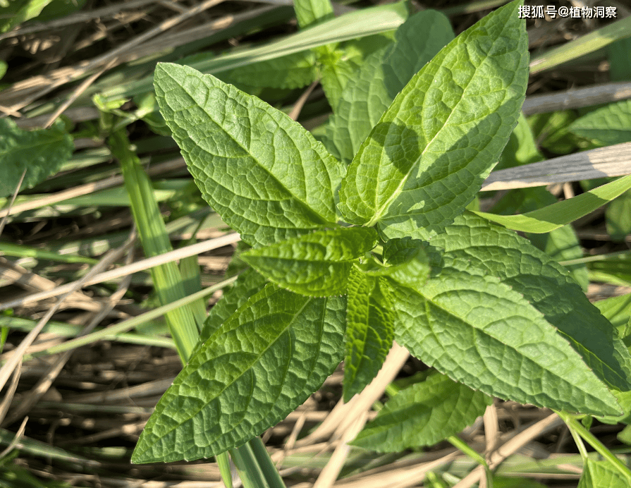 水苏是一味非常有价值的本草,它最早记载于《神农本草经》,位列上品.