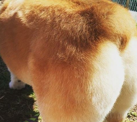 断尾柯基宝宝露出了圆润可爱的桃屁屁,揭秘狗狗断尾背后的原因