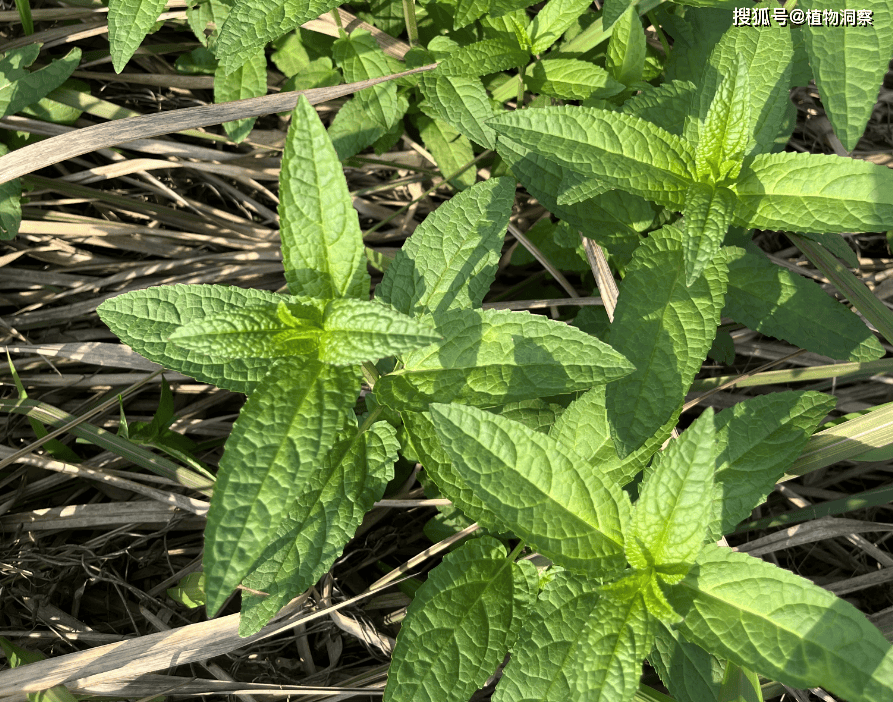 水苏是一味非常有价值的本草,它最早记载于《神农本草经》,位列上品.